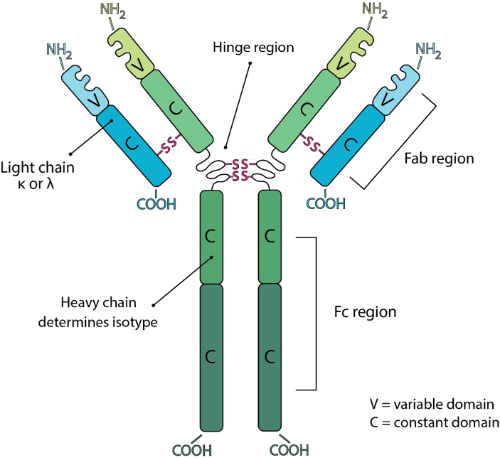 Bio X Cell Antibody Structure